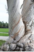 tree bark 0004